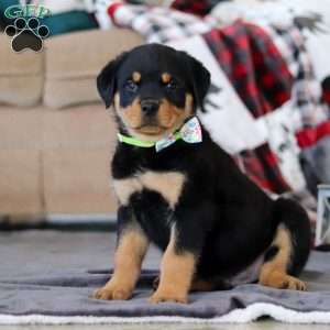 Shadow, Rottweiler Puppy